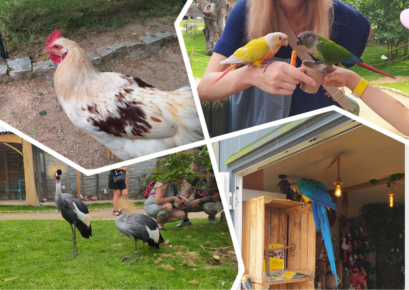 Ptasi Park ZOObaczysko Пташиний парк ZOObaczysko Соснувка
