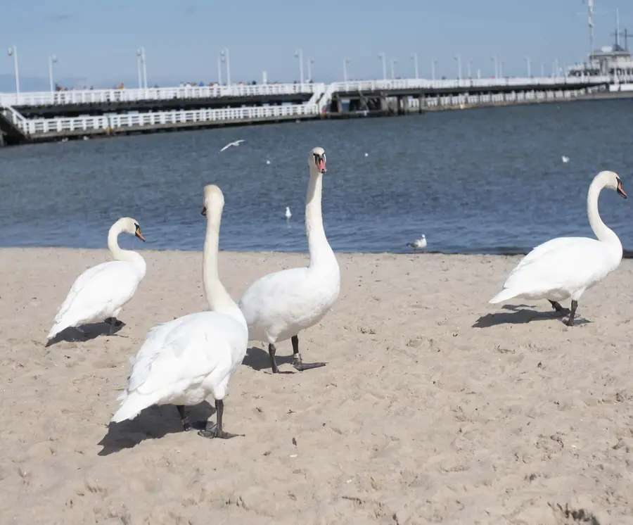 Лебеди на пляже в Сопоте