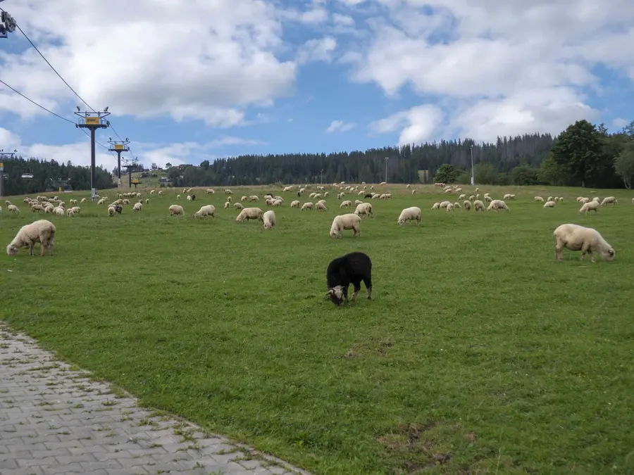 Овцы пасутся в горах